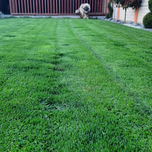 Seminte Gazon Sport, Gama Profesionala, 10kg - STADIO - Emerald Green Italia