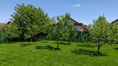 Seminte Profesionale de Gazon, Germinare in 10 zile - RAPID - Emerald Green Italia